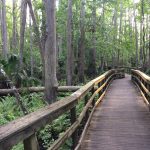 Cypress Swamp Trail