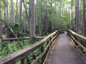 Cypress Swamp Trail