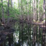 Cypress swamp