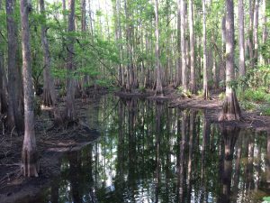 Cypress swamp