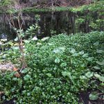 Cypress swamp trail