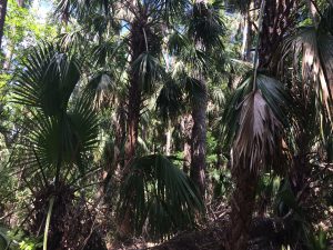 Cabbage palms