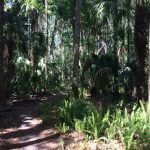 Ancient Hammock Trail