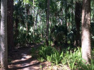 Ancient Hammock Trail