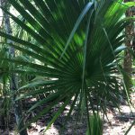 Young cabbage palm frond