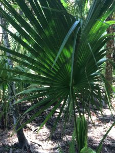Young cabbage palm frond