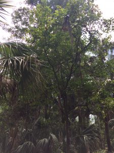 Wild orange tree