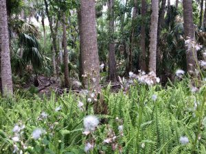 Fern Bed