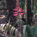 Cabbage Palm Flower