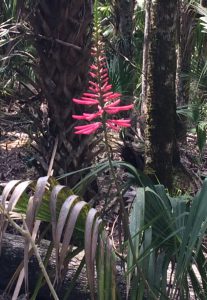 Cabbage Palm Flower